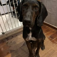 Julia, chienne à adopter