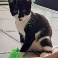 MANI, chat à adopter