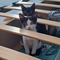 MOKA, chat à adopter