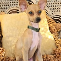 BUDDY, le chihuahua créole, chien à adopter