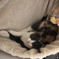 PAPAYA, chatte à adopter