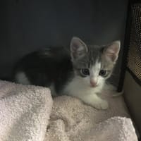 DONALD, chat à adopter