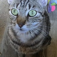 ylona, chatte à adopter