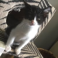 TIFINE, chatte à adopter
