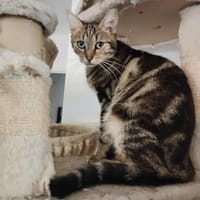 Twyla, chatte à adopter