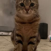 Tinky Winky, chatte à adopter