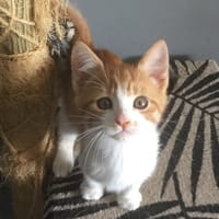 HELIOT, chat à adopter