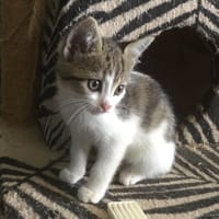 DAISY, chatte à adopter
