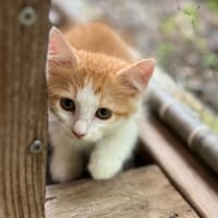 Alva, femelle croisée européen, née le 15/07/2025  🐱, chatte à adopter