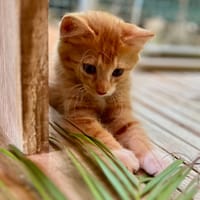 Arius, mâle croisé européen, né le 15/07/2025  🐱, chat à adopter