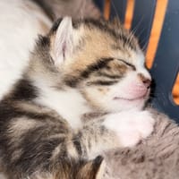 medusa, chatte à adopter