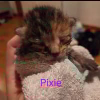 Pixie, chatte à adopter