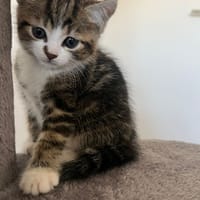 hundy, chatte à adopter