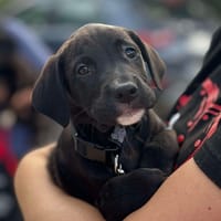 Aby, chienne à adopter