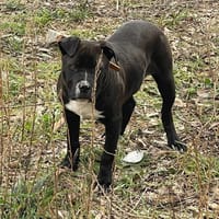 tyson, cane da adottare