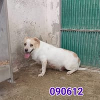 ISIDE, cane femmina da adottare