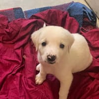 SANTERO, cane da adottare