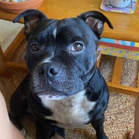 Rasta Rocquet, chien à adopter