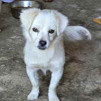 Luny, chienne à adopter