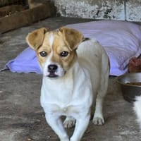 Lano, chien à adopter