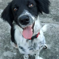 Rosa, femelle, épagneul breton, née le 01/06/2024, chienne à adopter