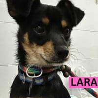 LARA (Martina), chienne à adopter