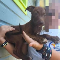Praline, femelle berger, née le 15/07/2025 🐶, chienne à adopter