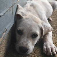 Patch, mâle berger, né le 15/07/2025 🐶, chien à adopter