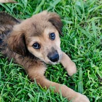 Merlot, mâle croisé berger, né le 14/07/2025 🐶, chien à adopter