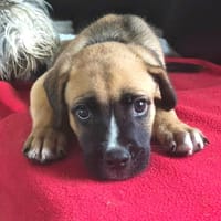 Lucky, mâle berger, né le 15/07/2025 🐶, chien à adopter