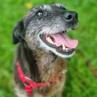 MOKKA (ca.6 J.) ist Liebe pur auf 4 Pfot, Hündin zur Adoption