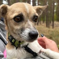 Fine  kleine Seele sucht große Herzen, Hündin zur Adoption