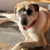 Juli: mit Sonne im Herzen, Hündin zur Adoption