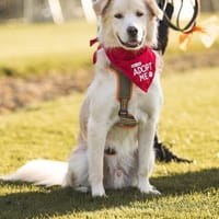 Hübscher Medo sucht seine Menschen, Hund zur Adoption