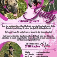 Zaubermaus Judy sucht ihre Menschen, Hündin zur Adoption