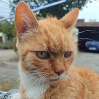 Karlchen-noch auf der Straße!, Kater zur Adoption