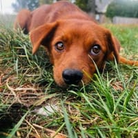 Sunny  ein kleiner Schatz, Hund zur Adoption