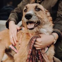 Kuschler Dzesi sucht dich!, Hund zur Adoption