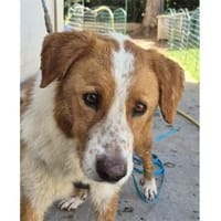 Deniro - wartet in 96160 Geiselwind, Hund zur Adoption