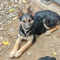 💕Yella💕 sucht ihr großes Glück 🐾💕, Hündin zur Adoption