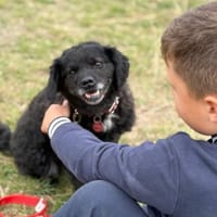 Cookie  kleiner Gentleman, Hund zur Adoption