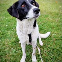 Die aufgeschlossene Lea sucht ihr Zuhaus, Hündin zur Adoption