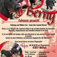 Bernysucht eine liebe Familie, Hund zur Adoption