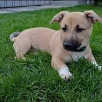 Hundekind sucht Bestplatz, Hund zur Adoption