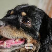 Rudi auf Pflegestelle, Hund zur Adoption