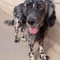 sehr lieber Alfonsito, bei Aachen, Hund zur Adoption