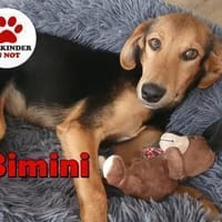 kleiner Bimini sucht seine Familie, Hund zur Adoption