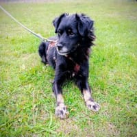 Die lustige Sweeny ❤, Hündin zur Adoption