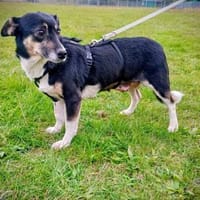 Die niedliche Liesel ❤, Hündin zur Adoption