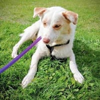 Frieda - verzaubert auch dich!, Hündin zur Adoption